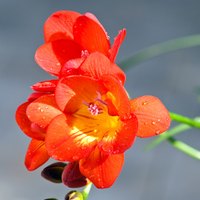 What Is the Meaning of the Freesia Flower?  eHow