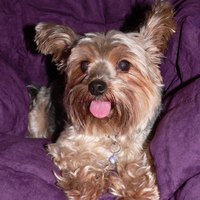 Yorkie Pregnancy Stages | eHow