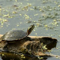 How to Feed Wild Pond Turtles | eHow