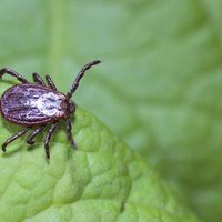 Lyme Disease Vaccine Side Effects in Dogs | eHow