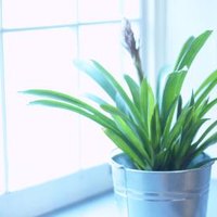 What to Do About Brown Spots on House Plants | eHow