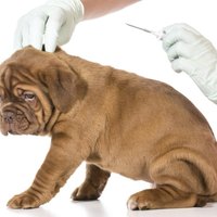 What Are the Side Effects of Microchipping a Dog? | eHow