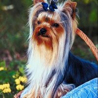 where can i get a yorkie for cheap how do i get a teacup yorkie for cheap ehow where can i get a yorkie for cheap how do i get a teacup yorkie for cheap ehow