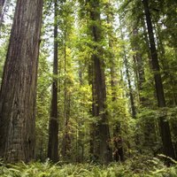 How to Get Married in California's Redwood National Forest | eHow