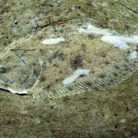 What Is the Difference Between Fluke & Flounder? | eHow