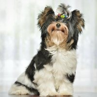 The Best Non-Shedding Miniature Breeds (with Pictures)  eHow