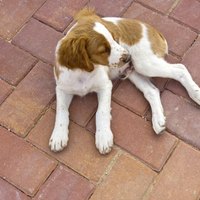 How to Groom a Brittany Spaniel | eHow