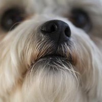 How to Treat a Dog With Nasal Congestion | eHow