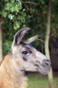 Thinkstock/Comstock/Getty Images Meat has no place in the llama diet.