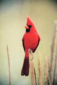 Jupiterimages/Photos.com/Getty Images The red cardinal is a symbol of love and relationships.