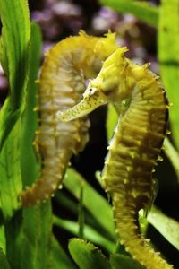 Medioimages/Photodisc/Photodisc/Getty Images Male and female seahorses tend to be monogamous during the breeding season.
