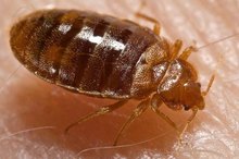 How to Kill Bed Bugs With Alcohol