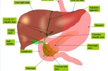 What Does the Liver Do With Amino Acids?