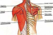 Pulled Back Muscle Symptoms
