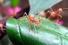 How to Treat a Fire Ant Bite