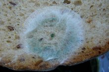 Mold on Wheat Bread vs. White Bread