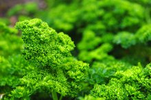 Can You Use Parsley as an Iron Supplement?