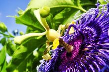What Are the Benefits of Passion Flower for Menopausal Women?