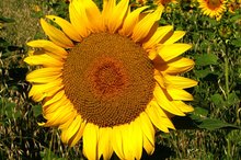 Herbicides for Sunflowers