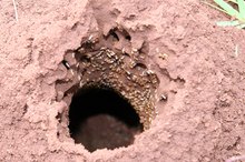 What Are the Dangers of Termite Control?