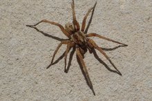 Common Spiders in Nevada