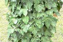 Can I Get Relief from Poison Ivy in a Swimming Pool?