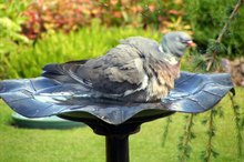 Diseases Caused by Drinking Water From the Bird Bath