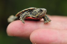 How to Take Care of a Baby Painted Turtle