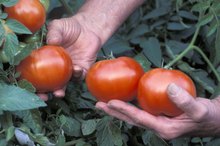 Sodium Content of Fresh Tomatoes