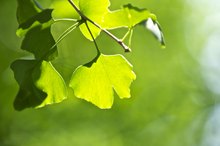 Is Ginkgo Biloba Safe While Drinking Alcohol?