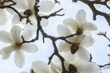 The Side Effects of Magnolia Bark Extract