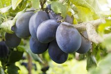 Does Prune Juice Help Bladder Infections?