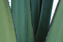 Side Effects of Topical Aloe Vera