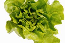 Types of High Soluble Fiber in Lettuce