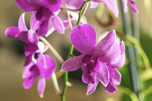 Allergic Reactions to Orchids