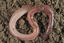 Worms As a Food Source for Humans