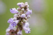 Is Vitex Good to Take When You Have Fibroids?