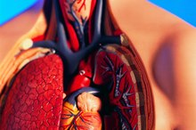What Happens to the Circulatory System During Exercise?