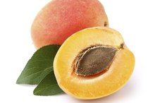 Apricot Seeds Nutrition