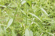 The Health Benefits of Andrographis
