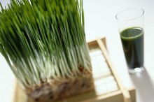 What Are the Benefits of Wheatgrass for Fertility?