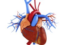 Elevated Cardiac Enzymes and Troponin