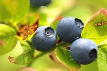 Do Blueberries Have Potassium?