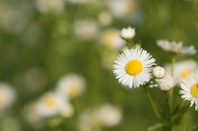 The Effects of Smoking Chamomile