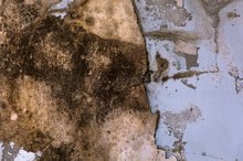 What Are the Dangers of Mold in a Basement?