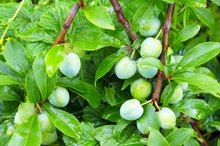 Will Green Plums Hurt Your Stomach?