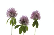 Can Red Clover Help Fibroids?
