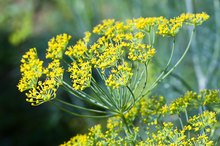 Benefits of Fennel Seed for Male Enhancement