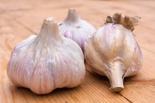 Garlic for High Triglycerides