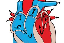 What Is the Difference Between Smooth & Cardiac Muscle?